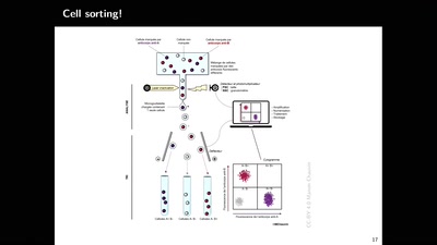 Transgressing cell type boundaries: This is how we get cancer