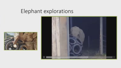 Toys for Elephants